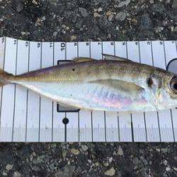 釣り納めファミリーサビキング