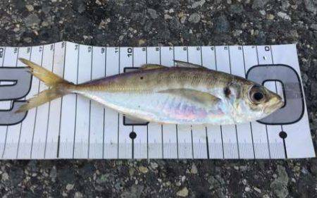 釣り納めファミリーサビキング