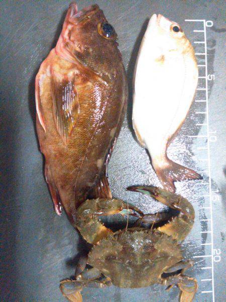 探り釣りは難しい…