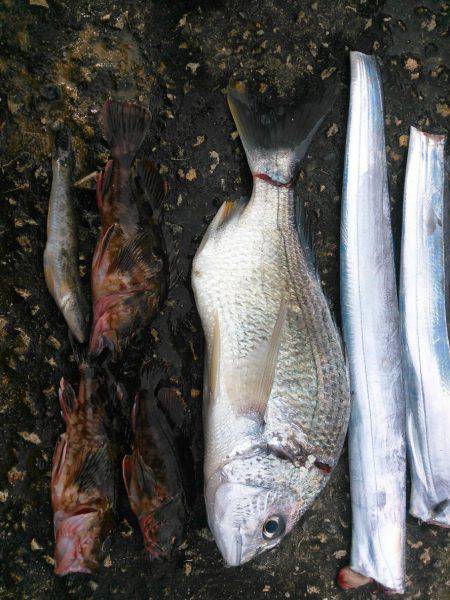 初タチ初キビレ