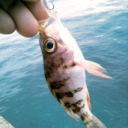 アオリのちメバリング~♪