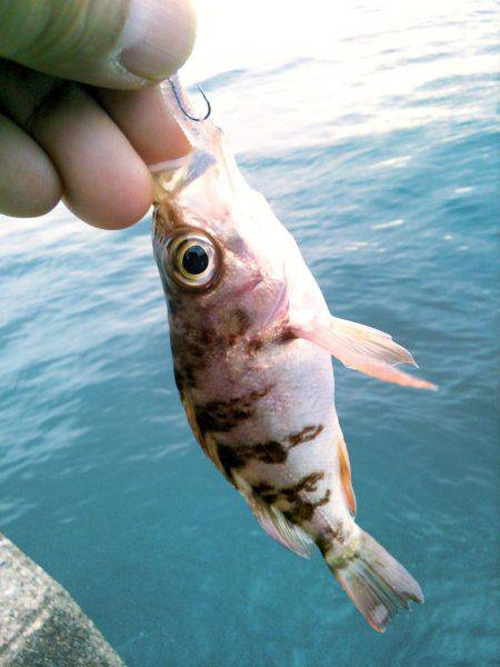 アオリのちメバリング~♪