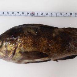 渋々ペロアジング