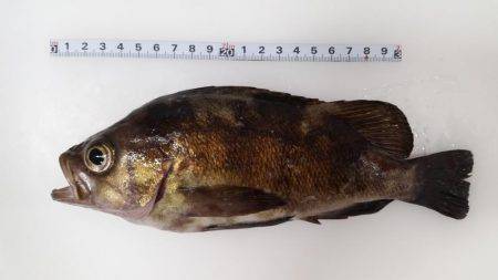 渋々ペロアジング