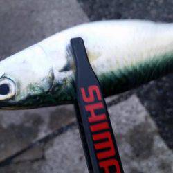 ギリギリ中!?アジングちょうさっ!