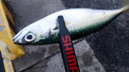 ギリギリ中!?アジングちょうさっ!