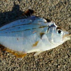 舞洲ルアーフィッシング