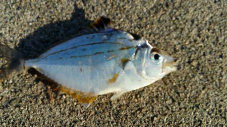 舞洲ルアーフィッシング