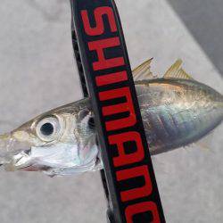 終盤戦でもまだまだ釣れる！？