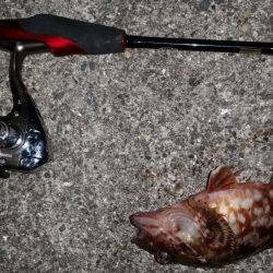 爆釣メバリング!!