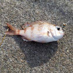 何とか五目達成♪