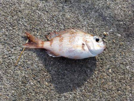 何とか五目達成♪