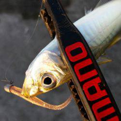 まだ居るの！？アジング