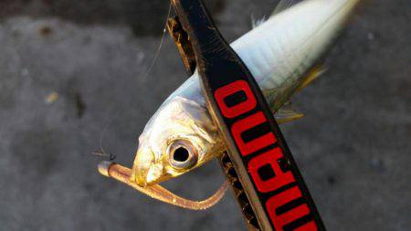 まだ居るの！？アジング