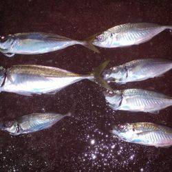 どおして君は2cm足りないの？