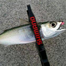 やっとでたー！旨アジー！！