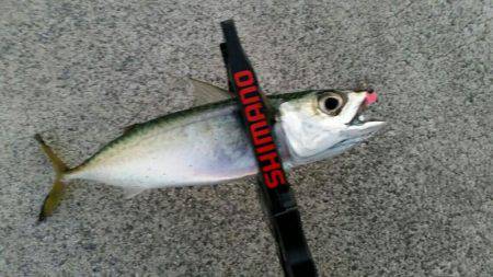 やっとでたー！旨アジー！！