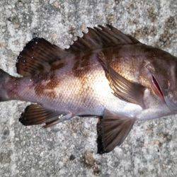 釣り納めメバリング