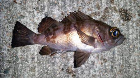 釣り納めメバリング