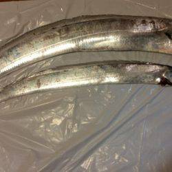 陸ッパリからスーパードラゴン