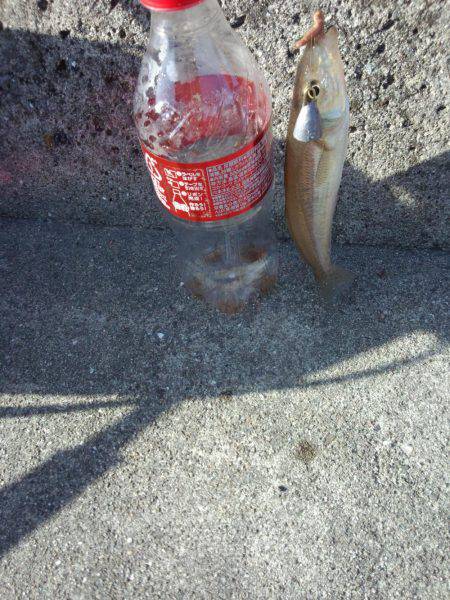 エギング+餌釣り