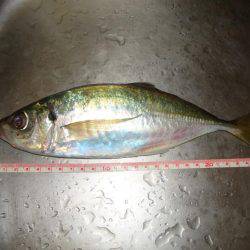 ようやくのジャンボ！