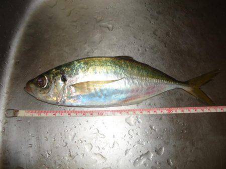 ようやくのジャンボ！