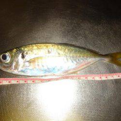 しんどいアジング