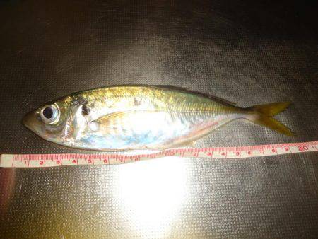 しんどいアジング