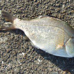 カレイが釣りたい。