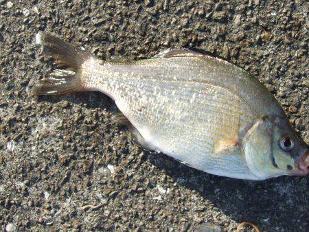 カレイが釣りたい。