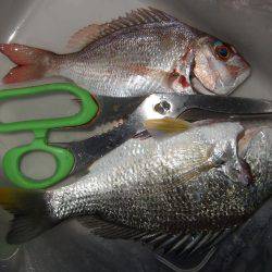 カレイが釣りたい。２