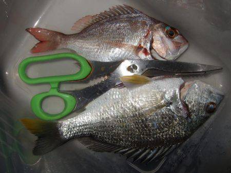 カレイが釣りたい。２