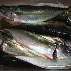 今日のタチウオは慎重。