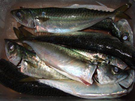 今日のタチウオは慎重。