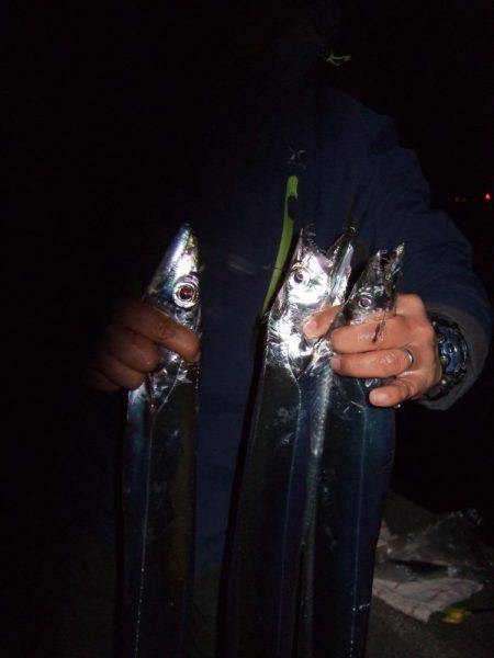 タチウオと短時間勝負！　