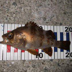 淡路島で、メバル遠征。