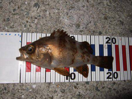 淡路島で、メバル遠征。