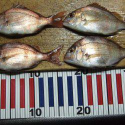 夕方のメバル狙い。