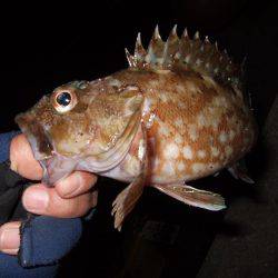 今年最後？のタチウオ釣り。