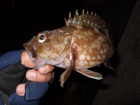 今年最後？のタチウオ釣り。