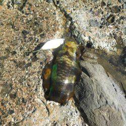 磯でアオリイカのヤエン釣り