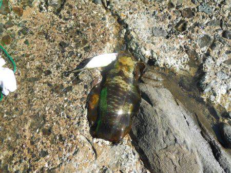 磯でアオリイカのヤエン釣り