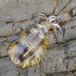 強風の中、磯でアオリイカのヤエン釣り