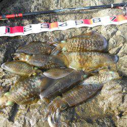 コンディション悪、磯でアオリイカのヤエン釣り