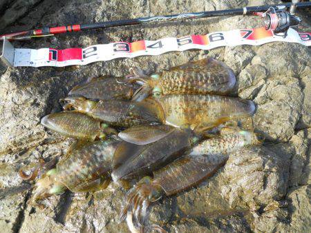 コンディション悪、磯でアオリイカのヤエン釣…