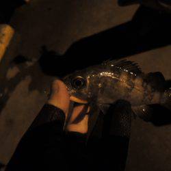 まだまだアジ居ます。