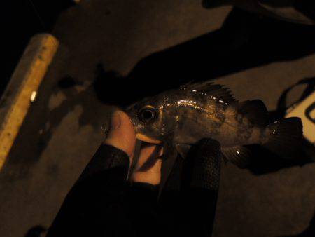 まだまだアジ居ます。