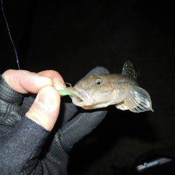 居る所と釣るタイミング