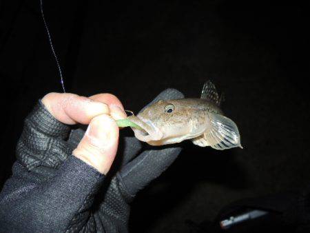 居る所と釣るタイミング